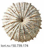 Dried sea urchin shell exhibiting intricate pattern and radial symmetry. Стоковое AI-изображение, AI-художник Иван Рябоконь / Фотобанк Лори