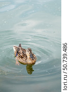 Calm and brown duck swims on the waves on the pond, copy space. Стоковое фото, фотограф Кашапова Эльвира / Фотобанк Лори