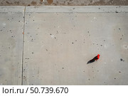 Red cardinal bird standing on a sidewalk in sunlight with clear background. Стоковое AI-изображение, AI-художник Иван Рябоконь / Фотобанк Лори