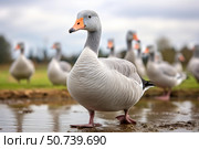 Greylag goose standing by water with other geese in background. Стоковое AI-изображение, AI-художник Иван Рябоконь / Фотобанк Лори