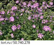 Photo of mallow Malva sylvestris bushes with flowers. Natural floral background. Стоковое фото, фотограф Сергей Пристяжнюк (Serg Zastavkin) / Фотобанк Лори