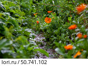 Цветы календулы. Стоковое фото, фотограф О. Король/Бизнес Online / ТАСС / Фотобанк Лори