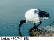 A white graceful ibis bird on the pond. Birdwatching. Стоковое фото, фотограф Алена Аксенова / Фотобанк Лори
