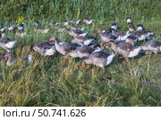 Domestic gray geese on a meadow. Gray Geese in the grass, domestic bird, flock of geese. Стоковое фото, фотограф Ольга Сейфутдинова / Фотобанк Лори