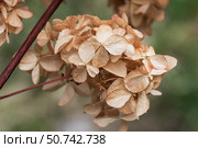 Detailed view of clustered dried hydrangea flowers. Стоковое фото, фотограф EugeneSergeev / Фотобанк Лори