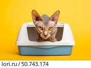A sphynx cat with bright yellow eyes peeks out of a blue and white litter box against a bright yellow background. Pet toilet. Стоковое AI-изображение, AI-художник Коханова Наталья / Фотобанк Лори