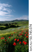 Vibrant Poppy Flowers Bloom in Tuscan Hills Under a Clear Sky During the Day. Стоковое AI-изображение, AI-художник Юлия Гапеенко / Фотобанк Лори