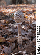 Гриб зонтик пёстрый, Macrolepiota procera, среди опавших листьев,  Волгоградская область, Россия. Стоковое фото, фотограф Андрей Цыганков / Фотобанк Лори