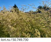 Заросли полевицы волосовидной (agrostis capillaris) на фоне синего неба летом. Стоковое фото, фотограф Владимир Шипикин / Фотобанк Лори