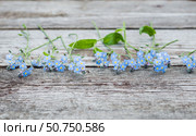 Цветы незабудки на старом деревянном фоне. Forget-me-not flowers on old wooden background. Copy space. Стоковое фото, фотограф AllNikArt / Фотобанк Лори