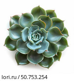 Echeveria succulent plant showing perfect spiral fibonacci pattern. Стоковое AI-изображение, AI-художник Иван Рябоконь / Фотобанк Лори