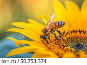 Honey bee pollinating sunflower on sunny day in close up. Стоковое AI-изображение, AI-художник Иван Рябоконь / Фотобанк Лори