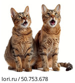 Two cats meowing together on white background. Стоковое AI-изображение, AI-художник Иван Рябоконь / Фотобанк Лори
