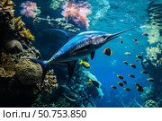 Indo pacific sailfish swimming in coral reef ecosystem. Стоковое AI-изображение, AI-художник Иван Рябоконь / Фотобанк Лори