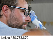 Budgerigar playing with handsome man. Budgie. Funny blue purple parakeet sitting on owner head. Cute violet tamed bird having fun with people. Friendship, relationship with Pets. Cute domestic animals. Стоковое фото, фотограф Марина Демидюк / Фотобанк Лори