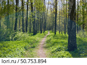 A spring park on a clear sunny day, fresh green foliage on black trunks and branches of trees, a background light illuminates the foliage. Стоковое фото, фотограф Vladimir Drozdin / Фотобанк Лори