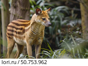 Bush dog standing in lush green vegetation. Стоковое AI-изображение, AI-художник Иван Рябоконь / Фотобанк Лори