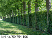 Lush green hedge stretching along a row of trees in a well maintained park. Стоковое AI-изображение, AI-художник Иван Рябоконь / Фотобанк Лори
