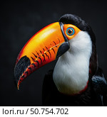 Toco toucan showing its colorful beak in close up portrait. Стоковое AI-изображение, AI-художник Иван Рябоконь / Фотобанк Лори