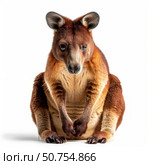 Red kangaroo sitting on white background. Стоковое AI-изображение, AI-художник Иван Рябоконь / Фотобанк Лори