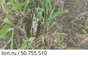 Ants collect something edible from the bones lying on the ground and carry it to the anthill. Other ants collect building materials for the anthill. Стоковое видео, видеограф Андрей Жигальцов / Фотобанк Лори