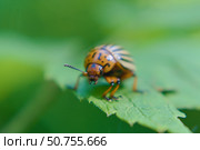 Колорадский жук (leptinotarsa decemlineata) сидит на листе. Стоковое фото, фотограф Евгений Капранов / Фотобанк Лори
