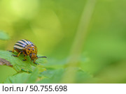 Колорадский жук (leptinotarsa decemlineata) сидит на листе. Стоковое фото, фотограф Евгений Капранов / Фотобанк Лори