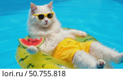 A cute, big, fluffy white cat floating on a pool. Стоковое AI-видео, аниматор Виктория Кольцова / Фотобанк Лори