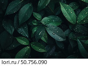 Water drops cling to fresh leaves embodying pure life sustained by trees. Стоковое AI-изображение, AI-художник Броницкая Галина / Фотобанк Лори