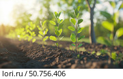 Rows young saplings showcase active reforestation efforts. Стоковое AI-изображение, AI-художник Броницкая Галина / Фотобанк Лори