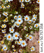 Delicate flower of white chamomile. Matricaria chamomilla, white wildflowers. Стоковое фото, фотограф Condrea Natalia / Фотобанк Лори