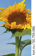 Video of sunflower Helianthus annuus head surrounded by yellow petals. Стоковое видео, видеограф Сергей Пристяжнюк (Serg Zastavkin) / Фотобанк Лори