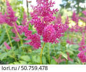 Цветет астильба. Астильба, или Астильбе (лат. Astilbe) — род многолетних растений семейства Камнеломковые (Saxifragaceae). Стоковое фото, фотограф Сергей Елизарьев / Фотобанк Лори
