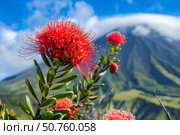 Red ohia lehua flowers blooming on volcanic hills of maui, hawaii. Стоковое AI-изображение, AI-художник Иван Рябоконь / Фотобанк Лори