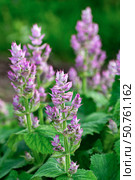 Fresh clary sage flowers with purple hues and green stems. Vertical crop. Стоковое фото, фотограф Elena Grishina / Фотобанк Лори