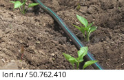 Pepper plants with drip irrigation. Стоковое видео, видеограф Михаил Коханчиков / Фотобанк Лори