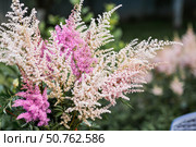 Astilba, or Astilbe (Latin. Astilbe) is a plant of the Saxifragaceae family. Pink flower background. A beautiful, healthy astilbe, blooming in pink tones. Стоковое фото, фотограф Photojuli / Фотобанк Лори