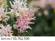 Astilba, or Astilbe (Latin. Astilbe) is a plant of the Saxifragaceae family. Pink flower background. A beautiful, healthy astilbe, blooming in pink tones. Стоковое фото, фотограф Photojuli / Фотобанк Лори