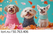 Adorable Trio of Dogs in Autumn Sweaters: Happy canines in pink, blue, and dark sweaters surrounded by autumn leaves. Стоковое AI-изображение, AI-художник Данила Большаков / Фотобанк Лори