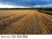 Осенний пейзаж на закате в Московской области (2010 год). Стоковое фото, фотограф Мария Деркунская / Фотобанк Лори