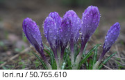 Group of purple crocus flowers with water droplets in springtime. Стоковое AI-видео, аниматор Андрей Бажанов / Фотобанк Лори