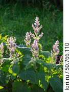 Lush garden scene with flowering clary sage. Vertical crop. Стоковое фото, фотограф Elena Grishina / Фотобанк Лори