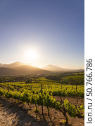 Vineyard fields landscape, vine grapes rows, golden hour. Стоковое фото, фотограф Екатерина Якименко / Фотобанк Лори