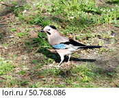 Eurasian Jay (Garrulus Glandarius) against green grass. Стоковое фото, фотограф Жанна Гапанович / Фотобанк Лори