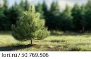 Pine sapling represents vital reforestation efforts. Planting young conifers. Стоковое AI-изображение, AI-художник Броницкая Галина / Фотобанк Лори