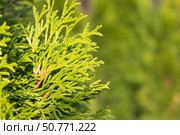 Live hedge from Thuja western Smaragd. Стоковое фото, фотограф Татьяна Васильева / Фотобанк Лори