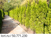 Live hedge from Thuja western Smaragd. Стоковое фото, фотограф Татьяна Васильева / Фотобанк Лори