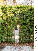 Thuja hedge, a fragment of landscape design. Стоковое фото, фотограф Татьяна Васильева / Фотобанк Лори