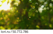 Defocused nature video background. Blurred green leaves and grass lawn in sunlight. Close up. Abstract natural backdrop, beauty bokeh. Blur of summer meadow. Mock Up for Bio Care, Eco Product Montage. Стоковое видео, видеограф Марина Демидюк / Фотобанк Лори
