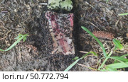 The ants found a bone with meat on the ground next to the anthill. They bite off pieces of meat and run home with their prey. The video shows pieces in the ants' jaws. Стоковое видео, видеограф Андрей Жигальцов / Фотобанк Лори